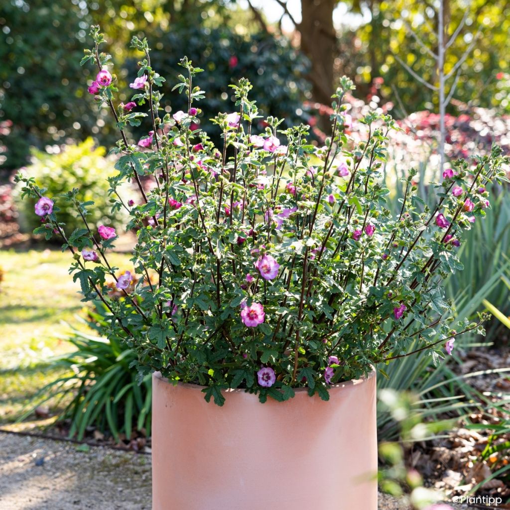 Anisodontea Carnival Lights Gala