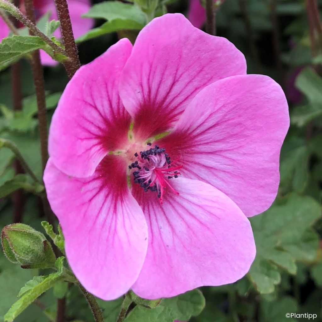 Anisodontea Carnival Lights Gala