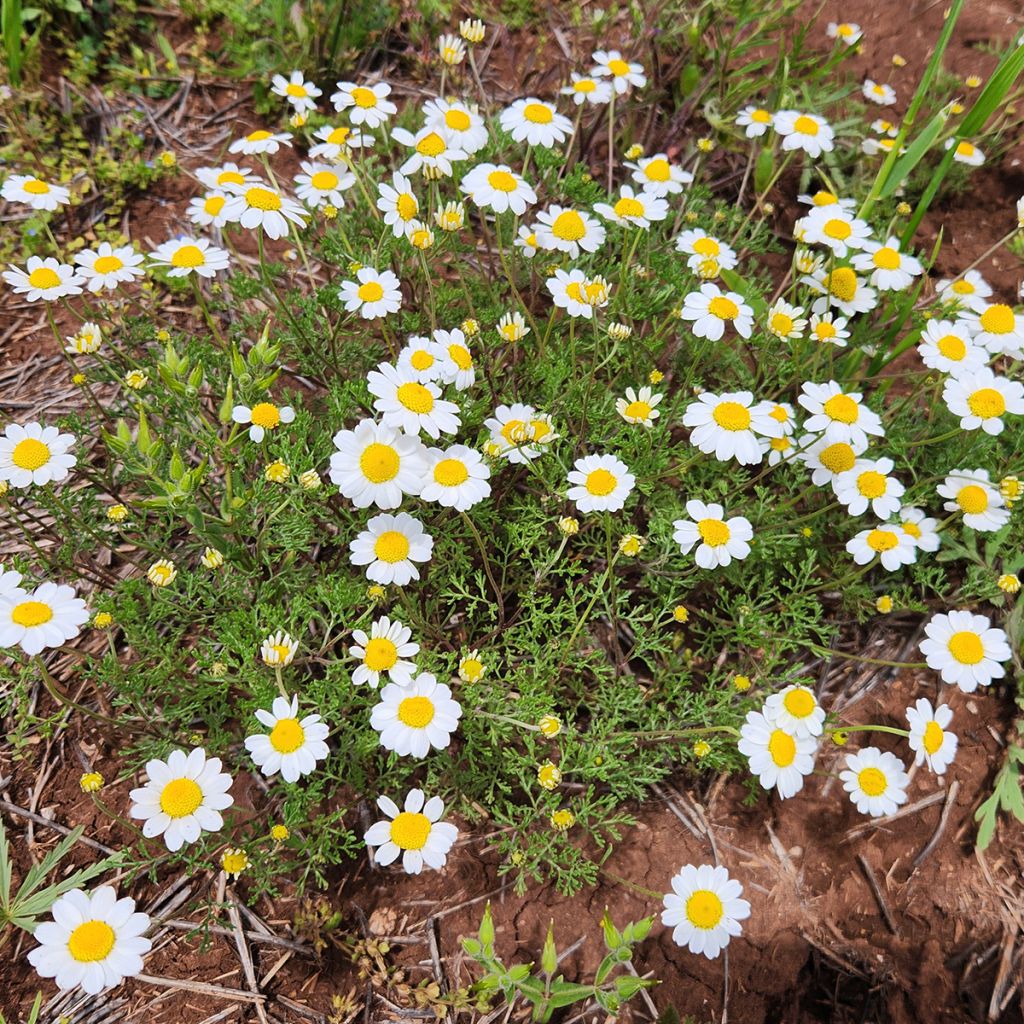Anthemis cretica - Kretische Hundskamille