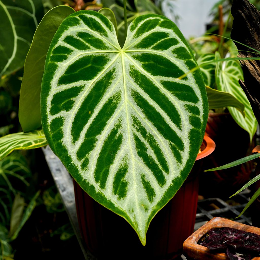 Flamingoblumen - Anthurium Crystal Hope