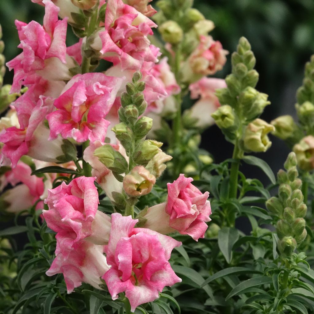 Löwenmäulchen Sweet Duet Appleblossom (Samen) - Antirrhinum