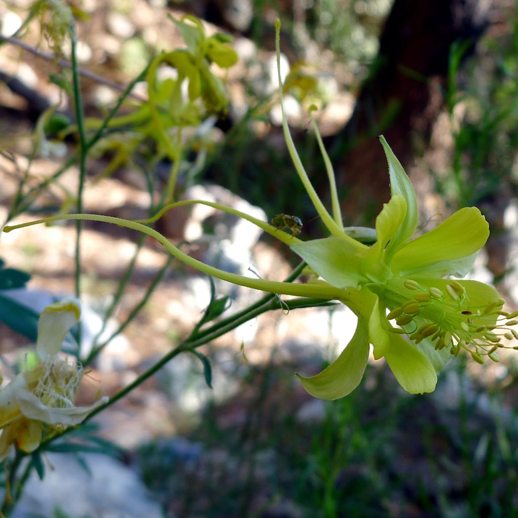 Aquilegia longissima - Komet-Akelei
