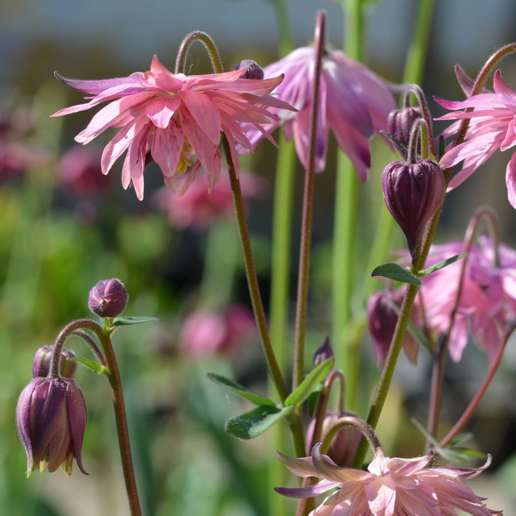 Aquilegia vulgaris var. stellata Rose Barlow - Garten-Akelei