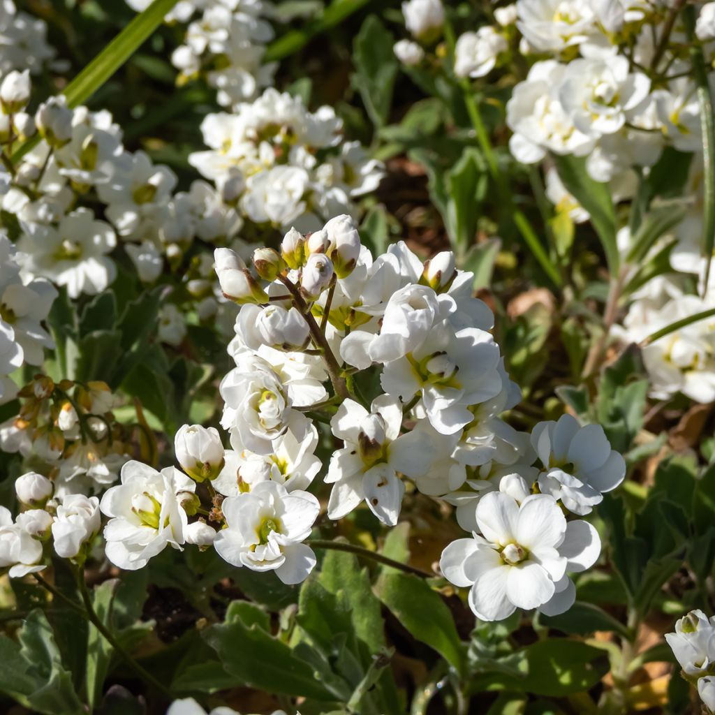 Arabis caucasica Plena - Kaukasische Gänsekresse