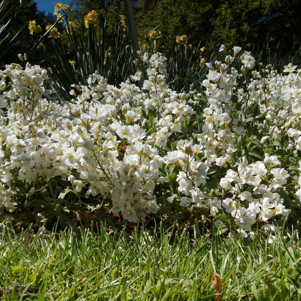 Arabis caucasica Plena - Kaukasische Gänsekresse