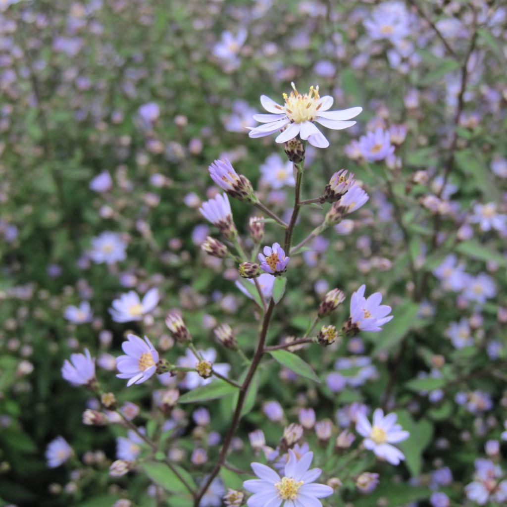 Aster cordifolius Blutenregen - Schleieraster