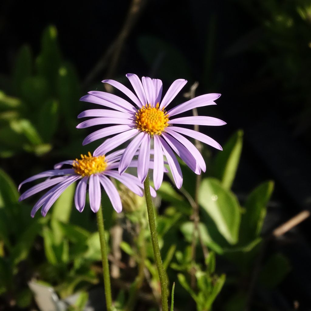 Aster tongolensis Berggarten - Frühlings-Aster