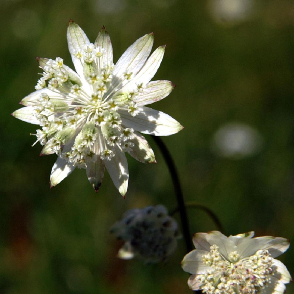 Astrantia bavarica - Bayerische Sterndolde