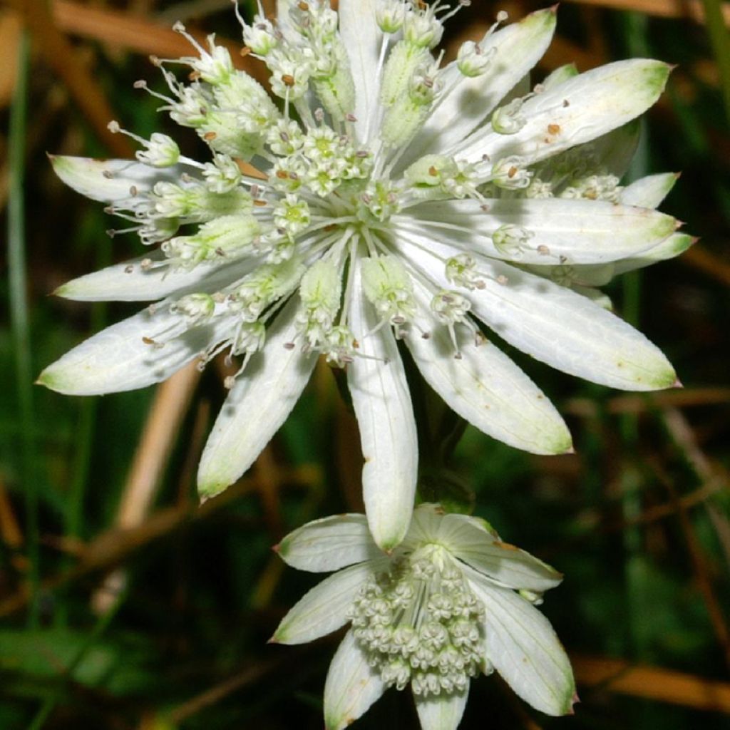 Astrantia bavarica - Bayerische Sterndolde