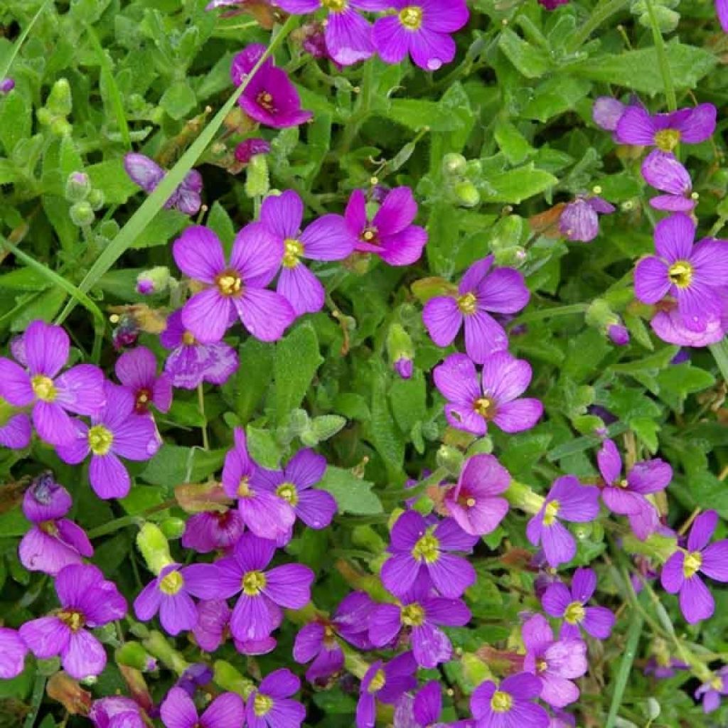 Blaukissen Cascade Blue - Aubrieta