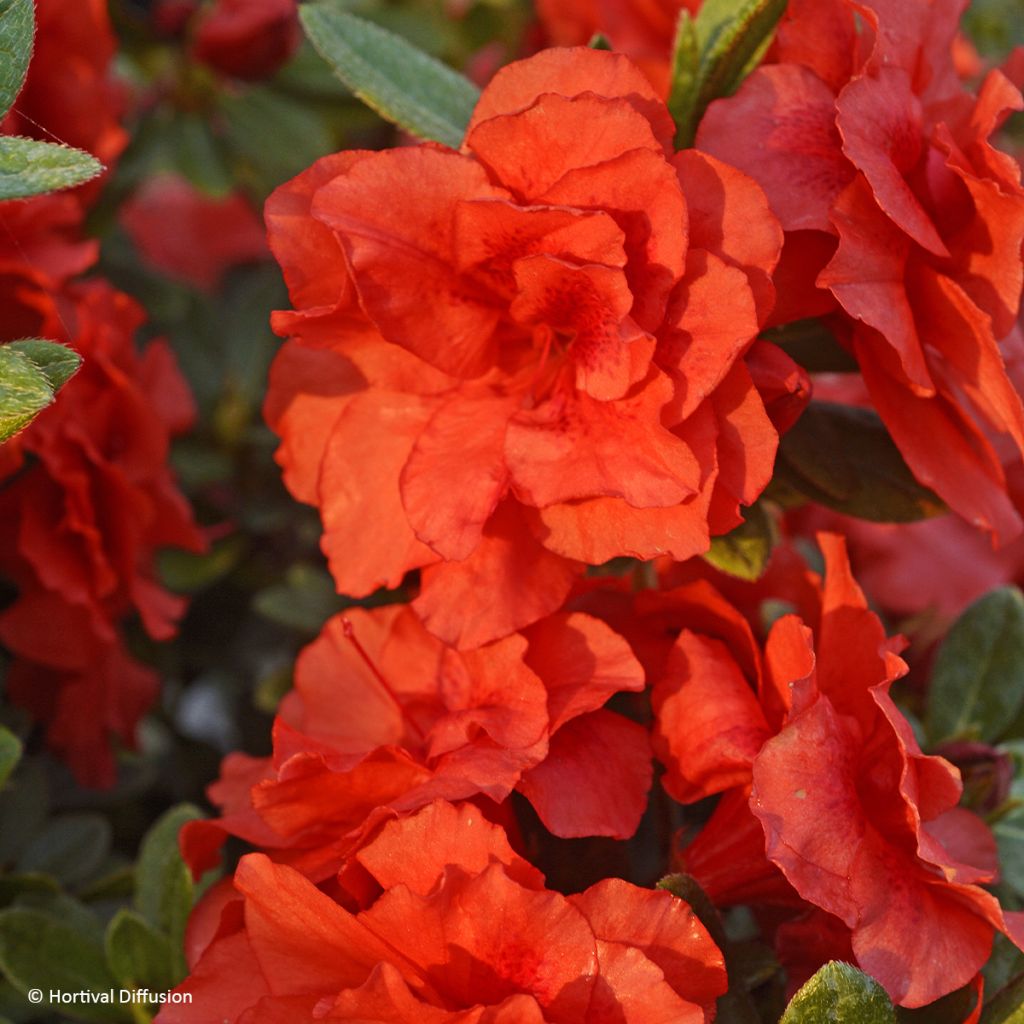 Japanische Azalee REPETITA Coral - Azalea