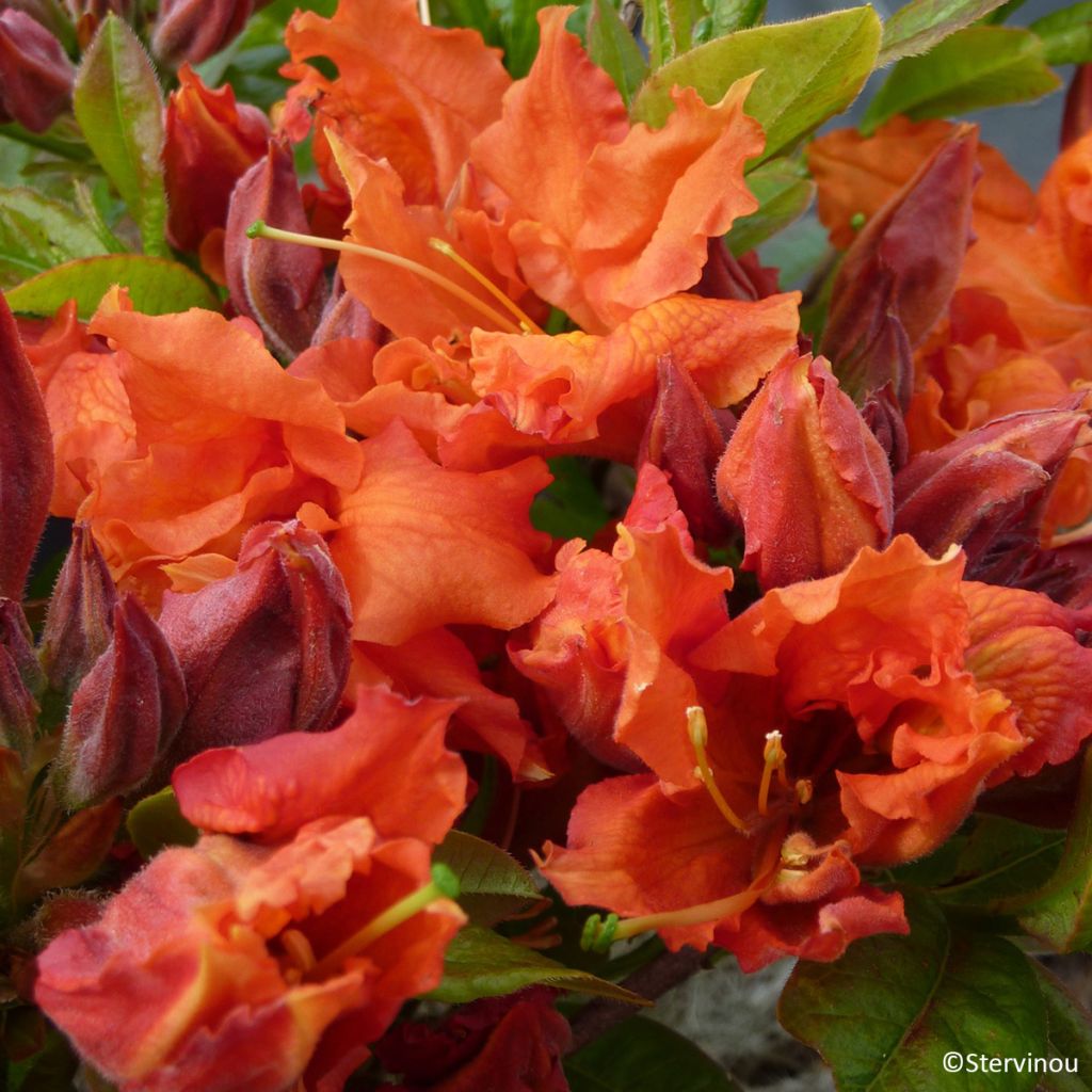 Sommergrüne Azalee Orangeade - Azalea mollis