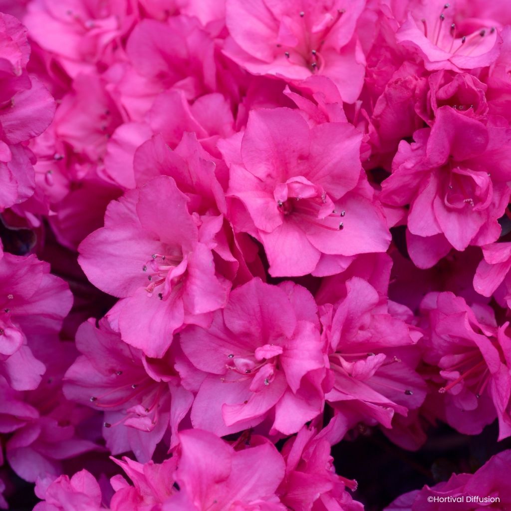 Japanische Azalee Dance Pink – Azalea