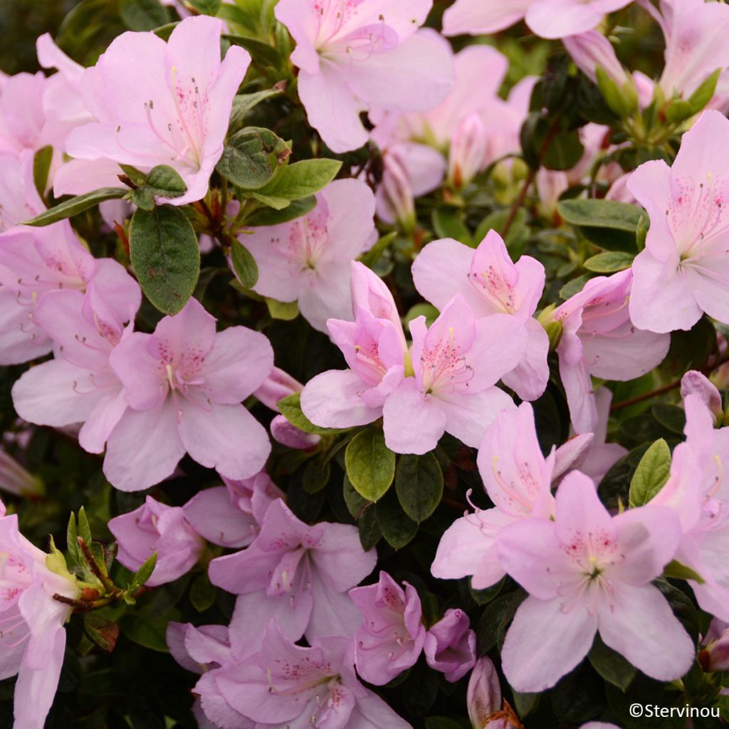 Japanische Azalee Rêve de Lilas - Azalea
