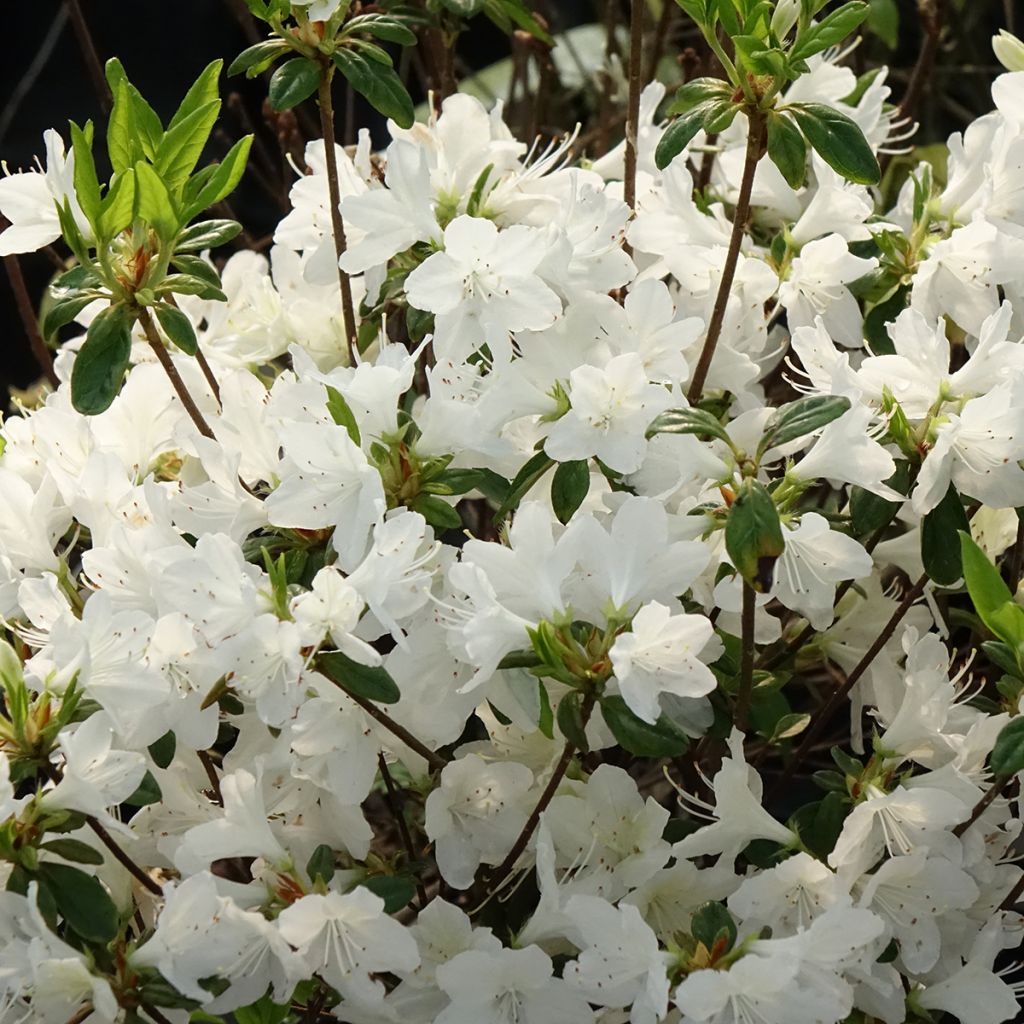 Azalea obtusum Palestrina - Japanische Azalee