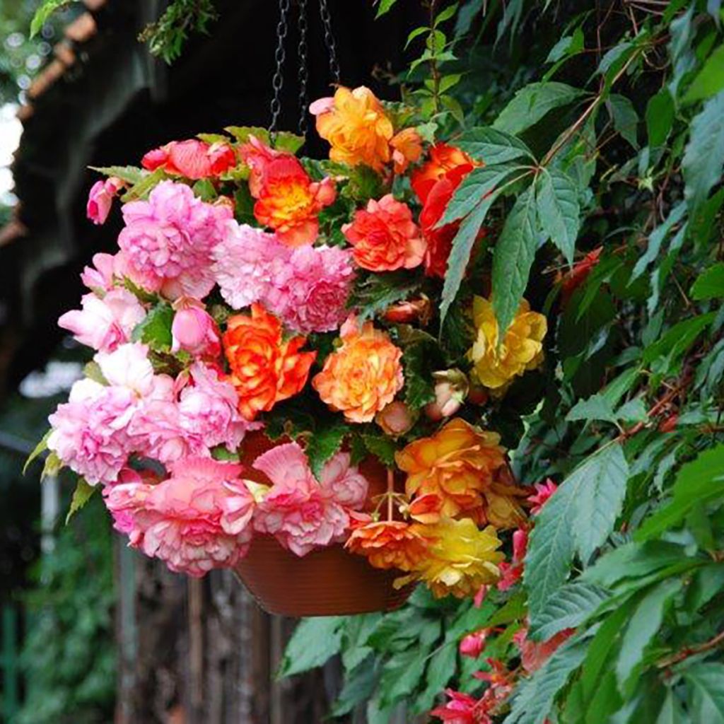 Begonie Balcony mix 2 Farben - Begonia pendula