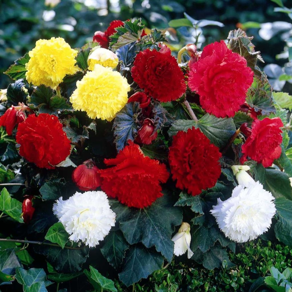 Begonia Fimbriata mix 6 Farben