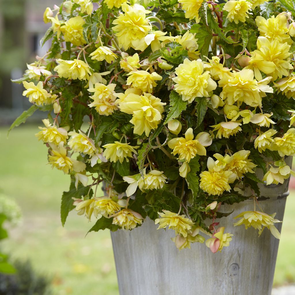 Begonie Cascade Yellow - Begonia Pendula