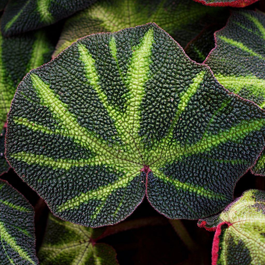 Begonia Rex Soli Mutata - KönigsBegonie