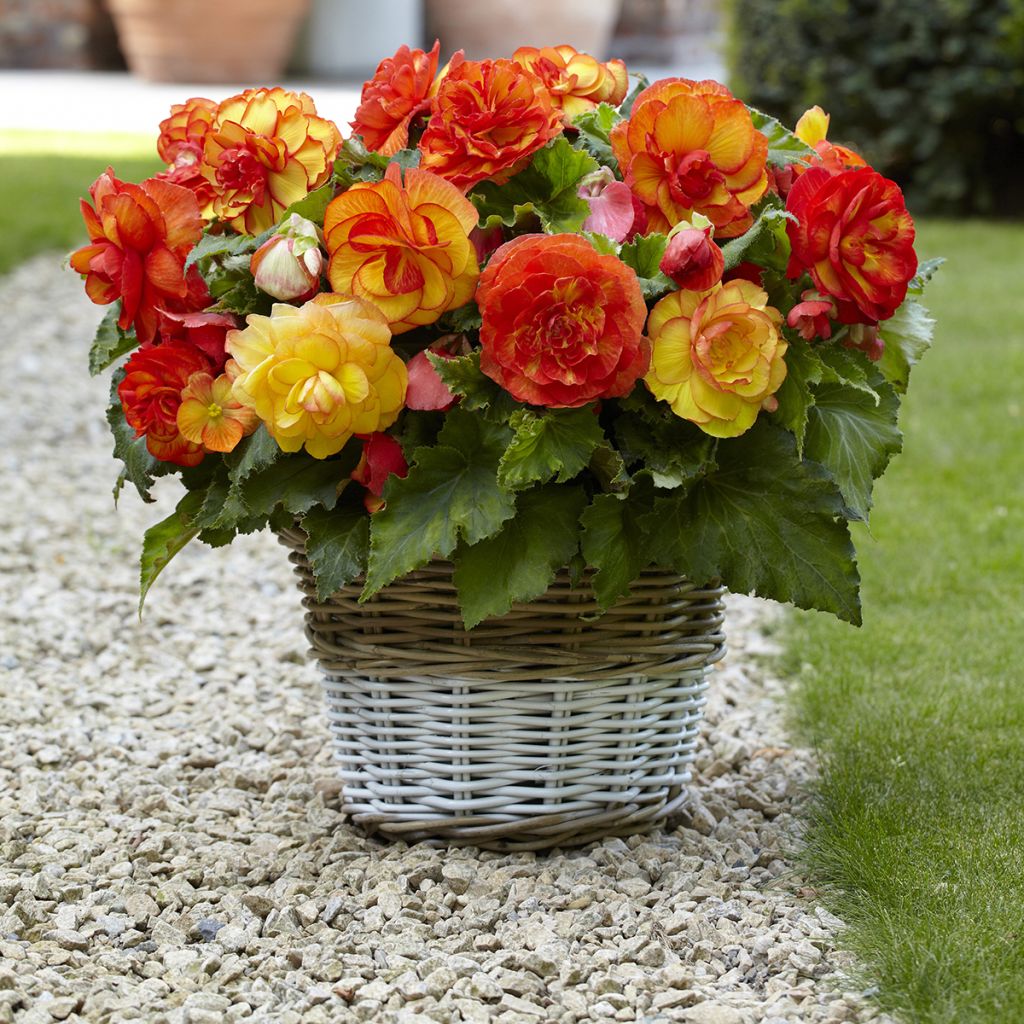 Begonie Sangria - Begonia