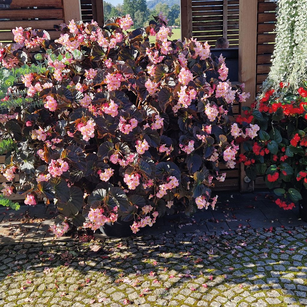 Begonie Stonehedge Light Pink Bronze Leaf - Begonia