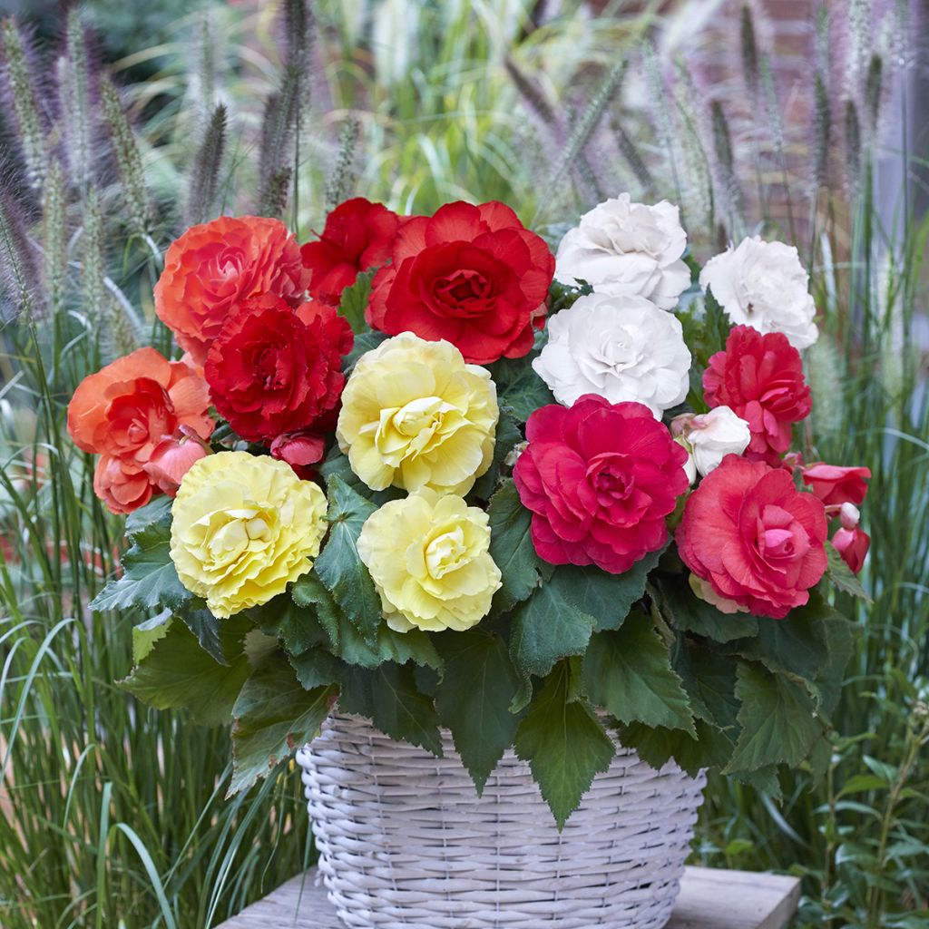 Begonia Superba mix 5 couleurs - fleurs doubles