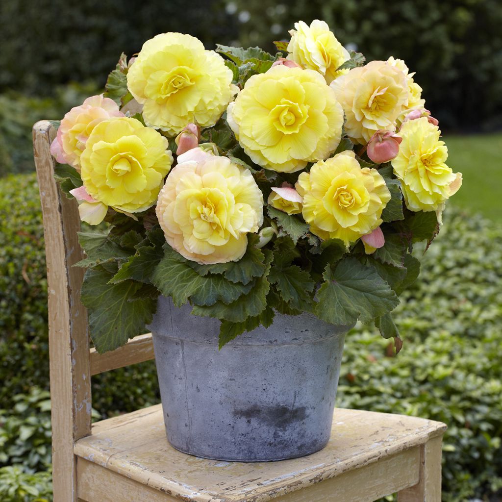 Begonia Superba Yellow