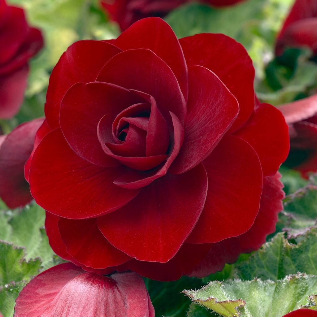 Begonie Dark red - Begonia Grandiflora