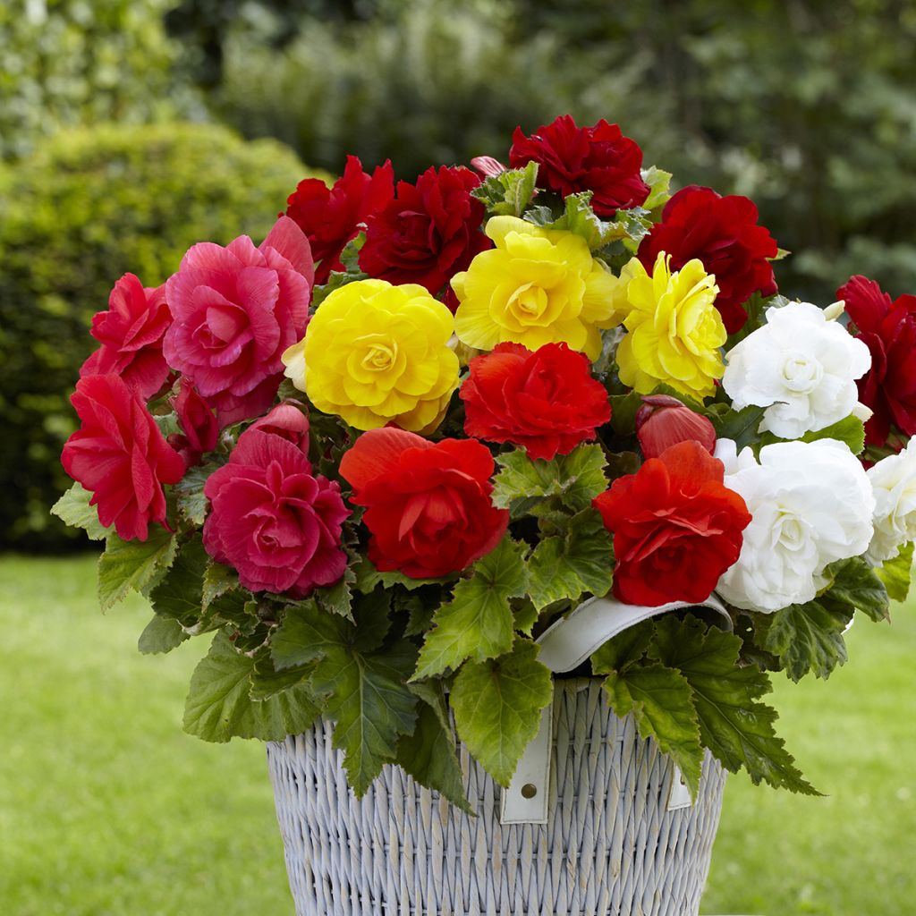 Begonie Mix 8 Farben - Begonia Grandiflora 