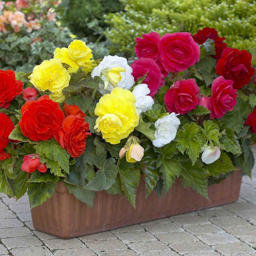 Begonie Mix 8 Farben - Begonia Grandiflora 