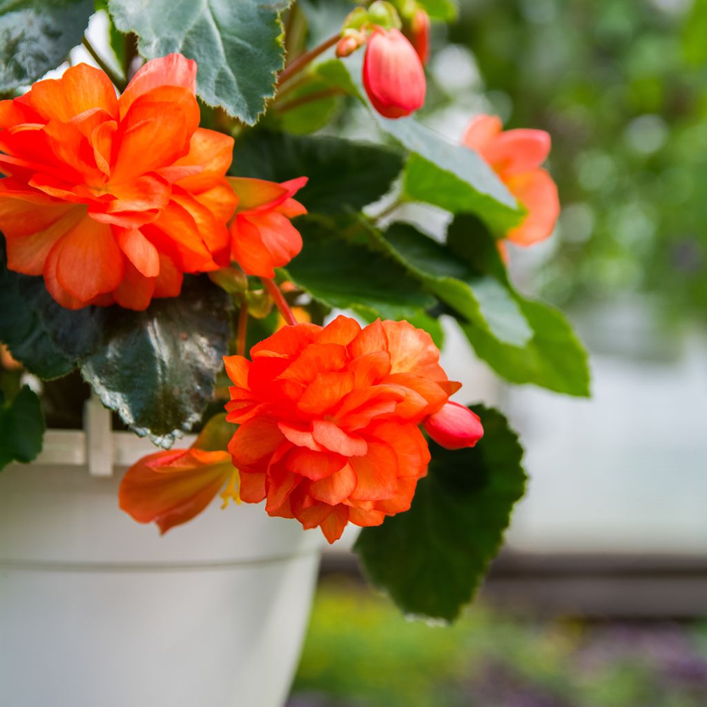 Begonie Cascade Orange - Begonia Pendula