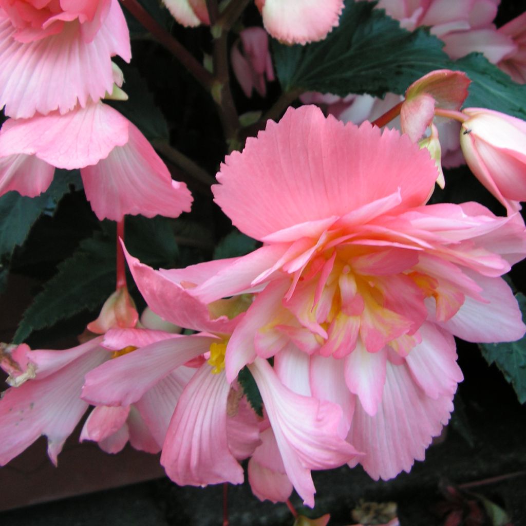 Begonie Chanson Pink and White Bicolor (Samen) - Begonia