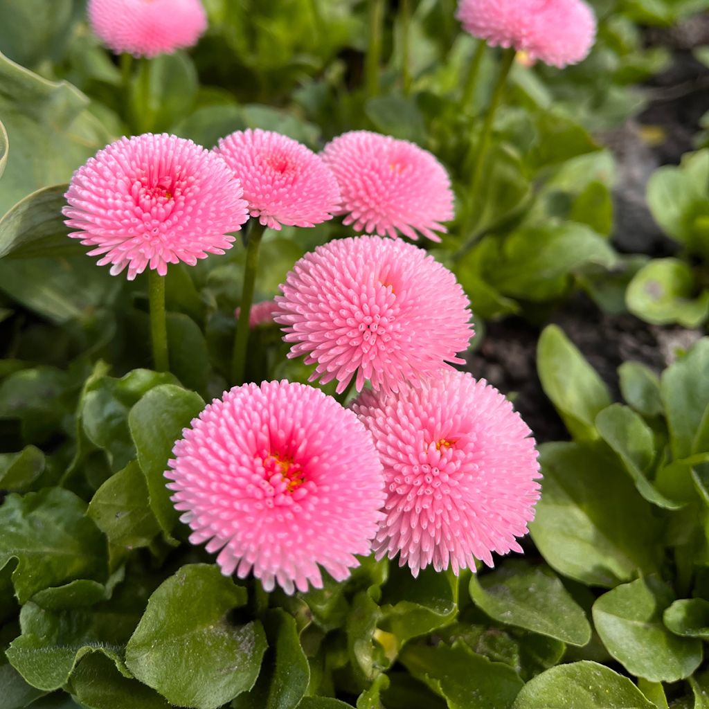Bellis perennis Bellastar Compact Rose - Gänseblümchen