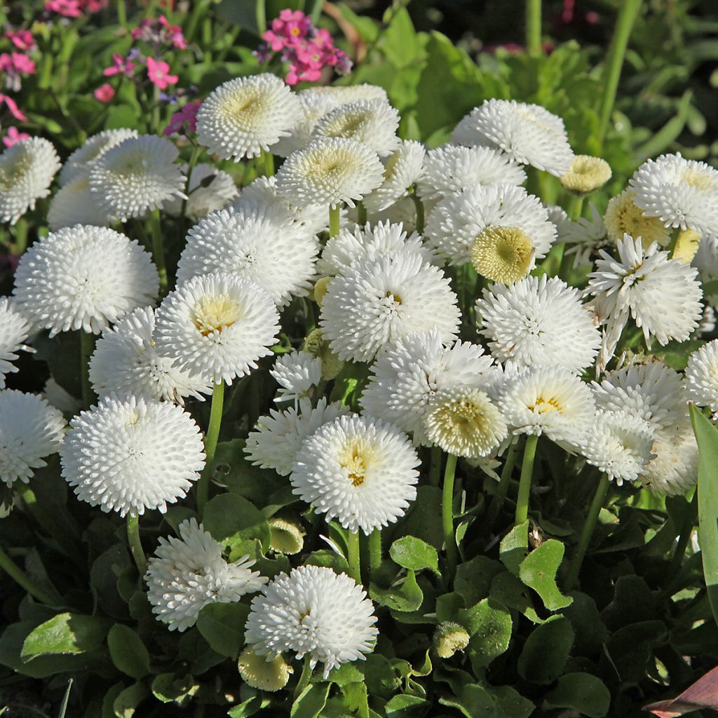 Bellis perennis Bellastar Compact White - Gänseblümchen