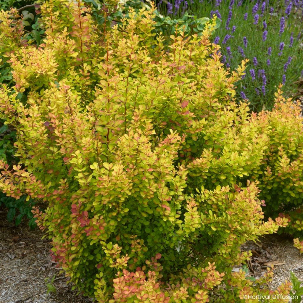 Berberis thunbergii Orange Torch