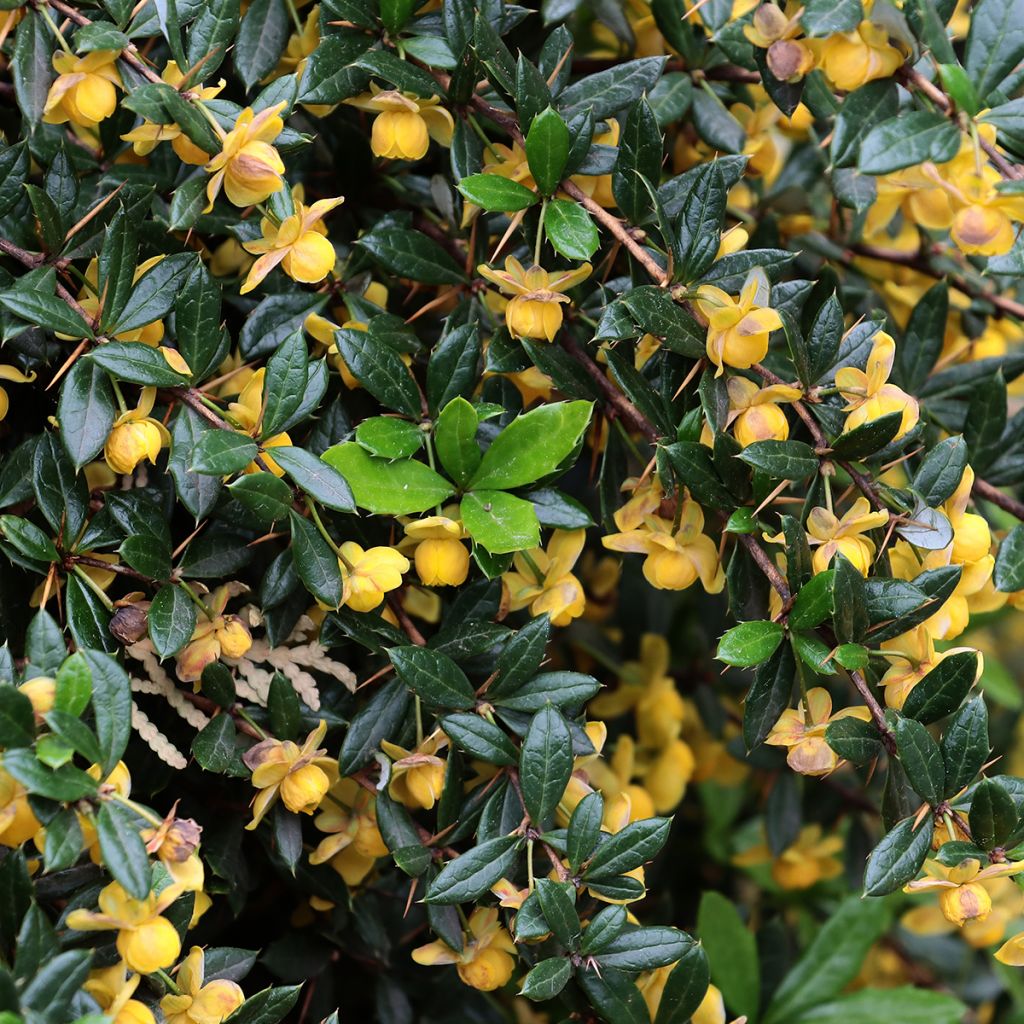 Berberis Chenaultii - Berberitze