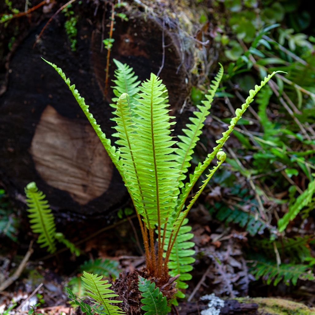 Blechnum discolor