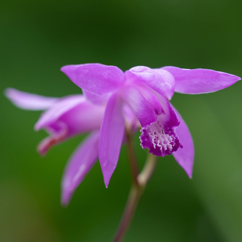 Bletilla Penway Dragon - Japanorchidee