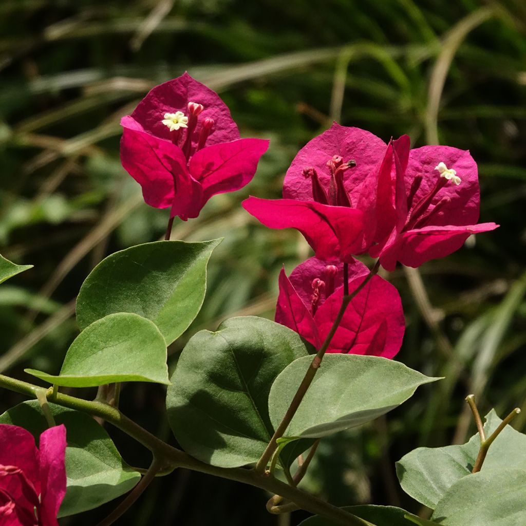 Bougainvillea spectabilis Dark Red - Drillingsblume