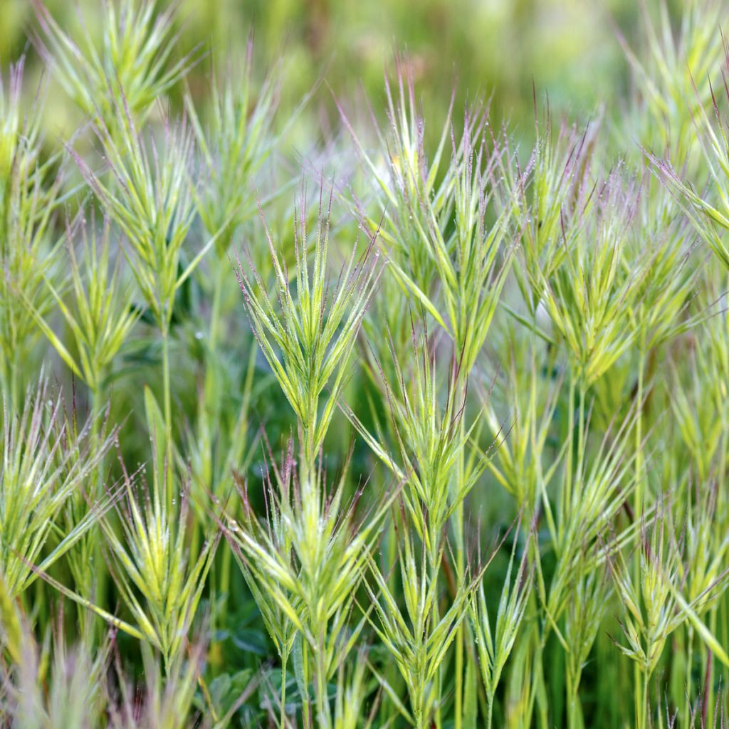 Graines de Bromus rubens - Brome rouge