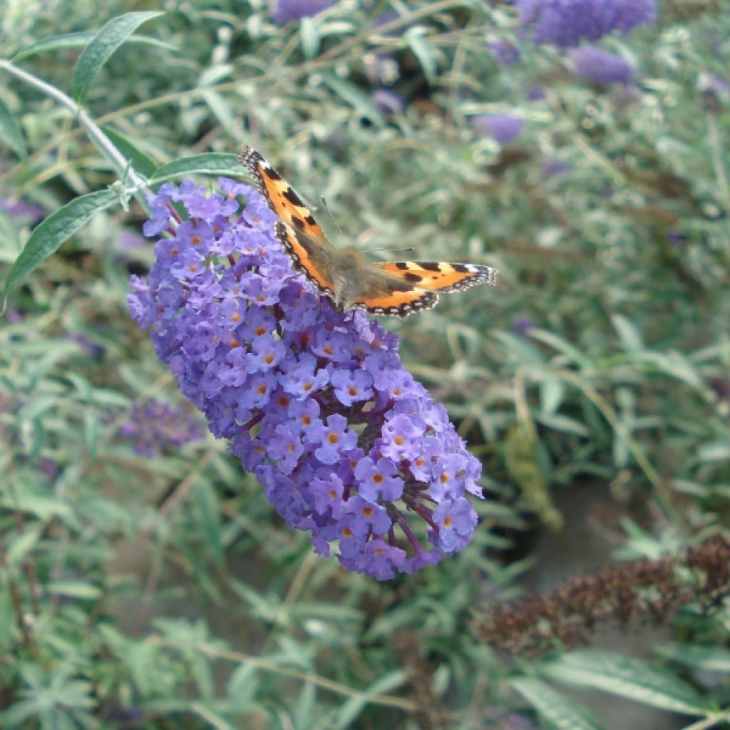 Buddleia davidii Nanho blue - Arbre aux papillons nain