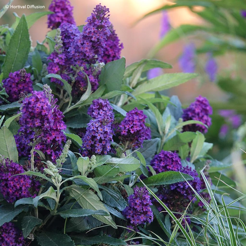Buddleia davidii Tiny Buddy Deep Blue - Sommerflieder