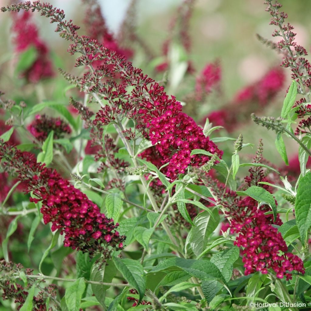 Buddleja davidii Rêve de Papillon Red - Sommerflieder