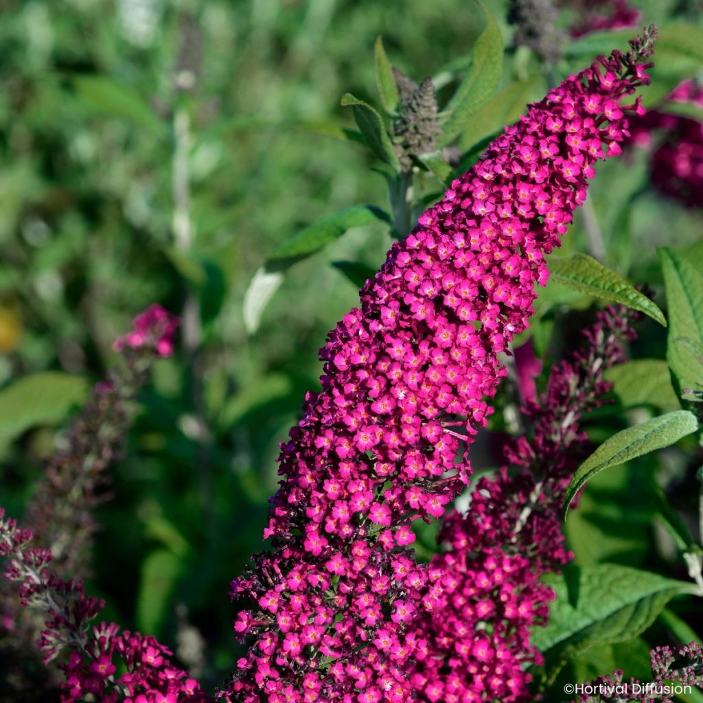 Buddleja davidii Rêve de Papillon Red - Sommerflieder