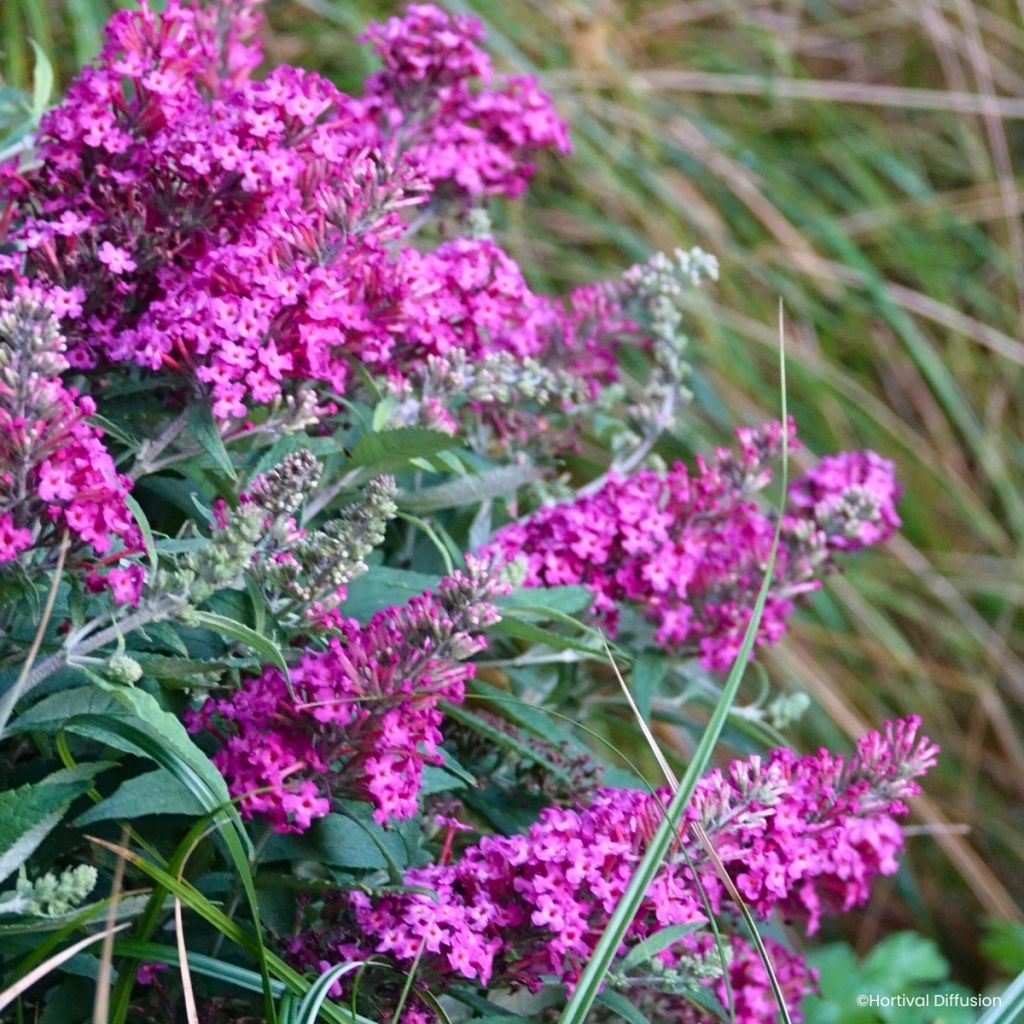 Buddleja davidii Tiny Buddy Hot Pink - Sommerflieder