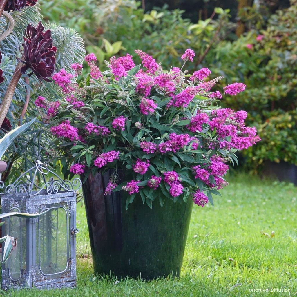 Buddleja davidii Tiny Buddy Hot Pink - Sommerflieder