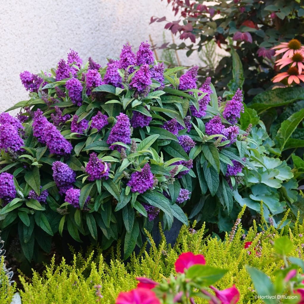 Buddleja davidii Tiny Buddy Violet - Sommerflieder