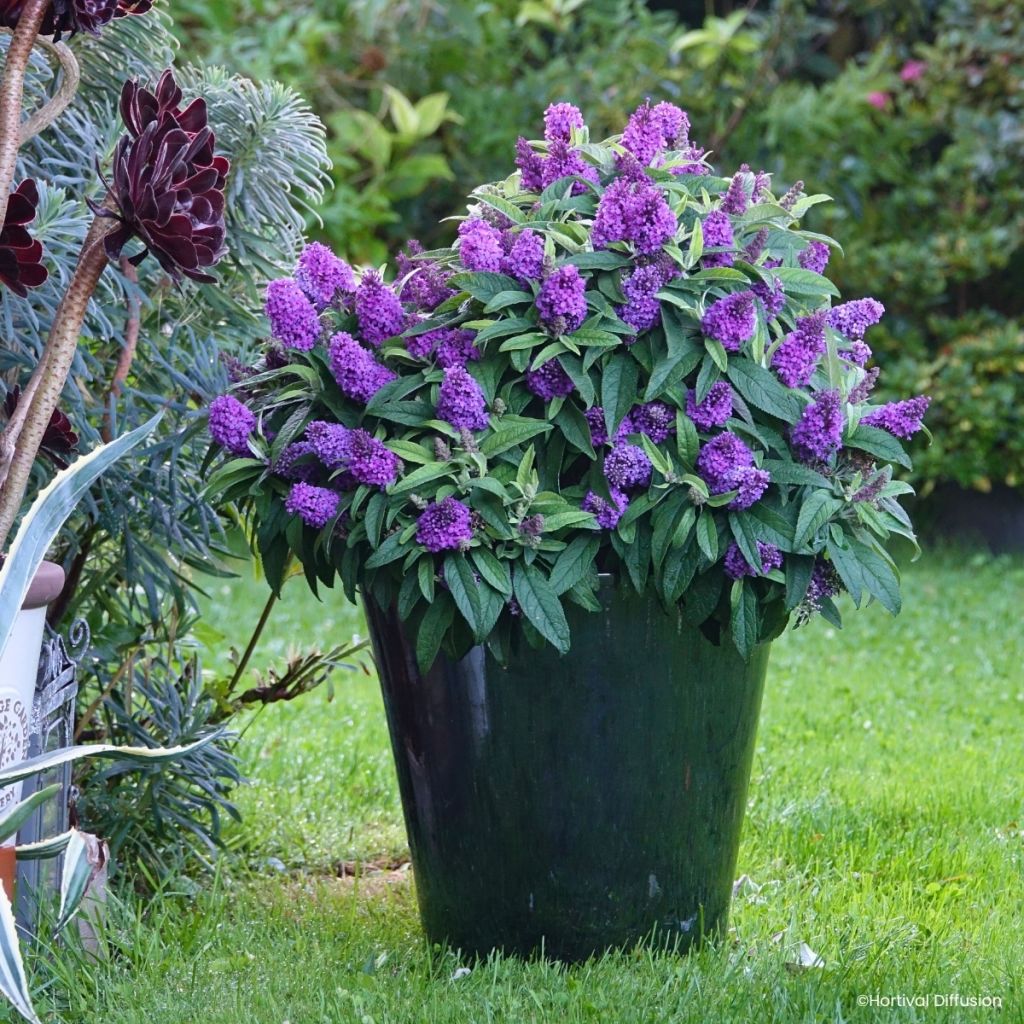 Buddleja davidii Tiny Buddy Violet - Sommerflieder
