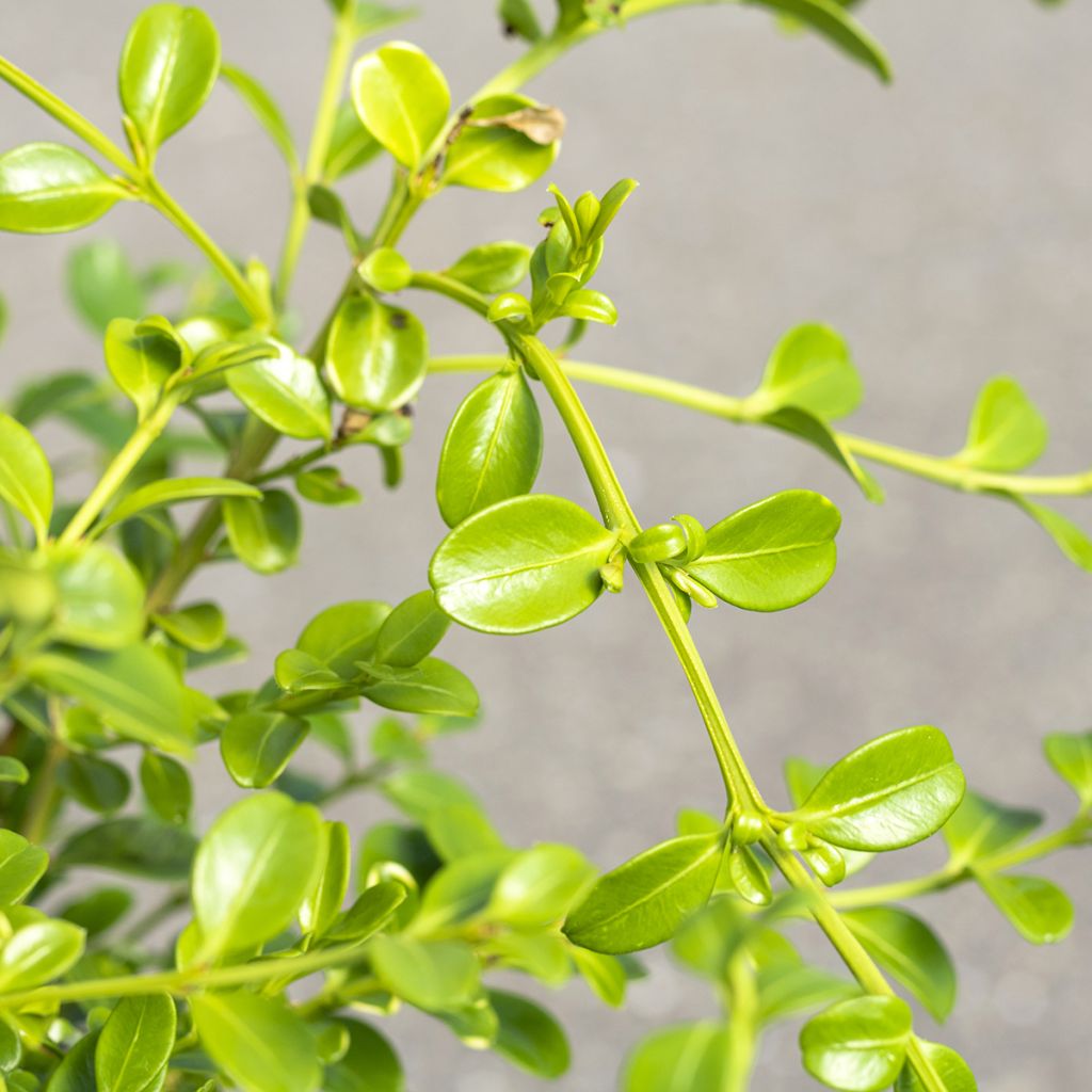 Buxus Betterbuxus Babylon Beauty - Buchsbaum