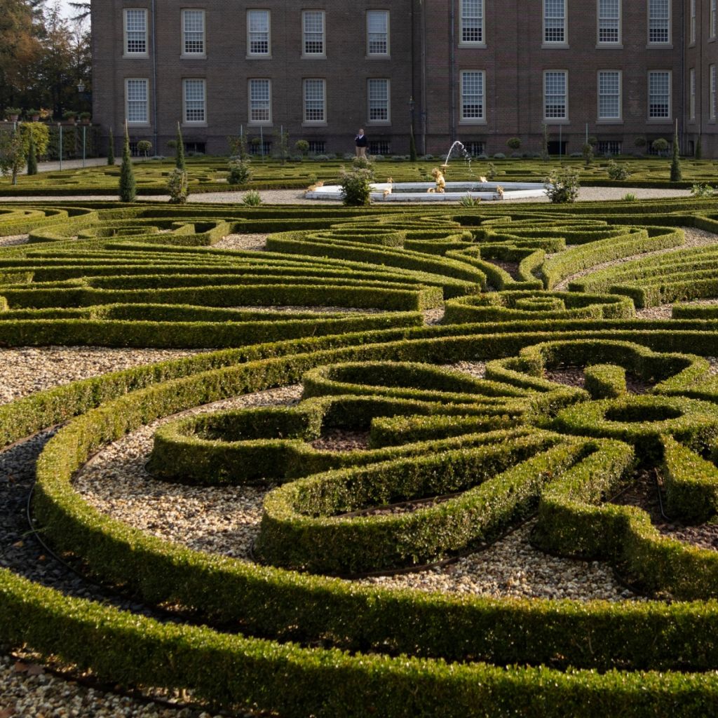 Buxus Betterbuxus Babylon Beauty - Buchsbaum